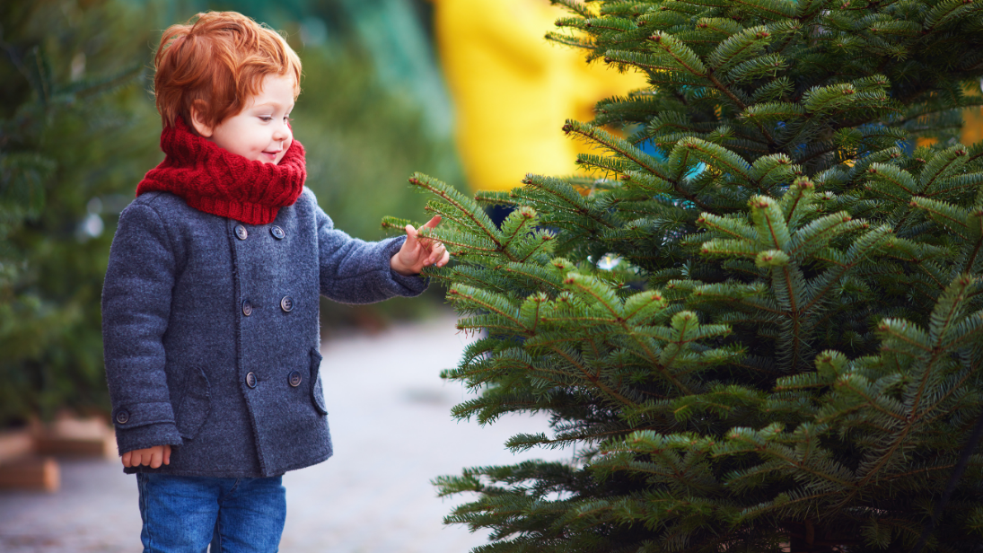 Bei so vielen verschiedenen Tannen fällt die Wahl schwer ©Olesia Bilkei/AdobeStock